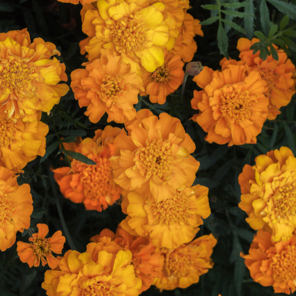 October birth flower Marigold - Birthday Butler