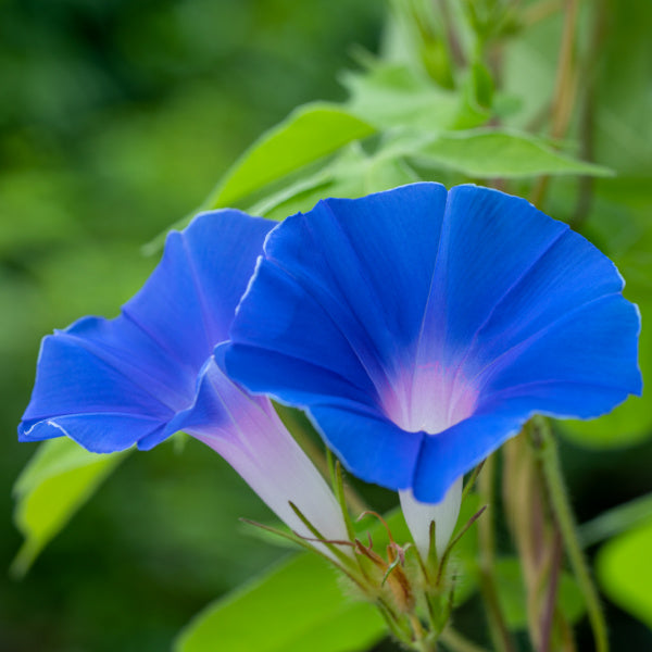 Morning glories - September birth flower - Birthday Butler