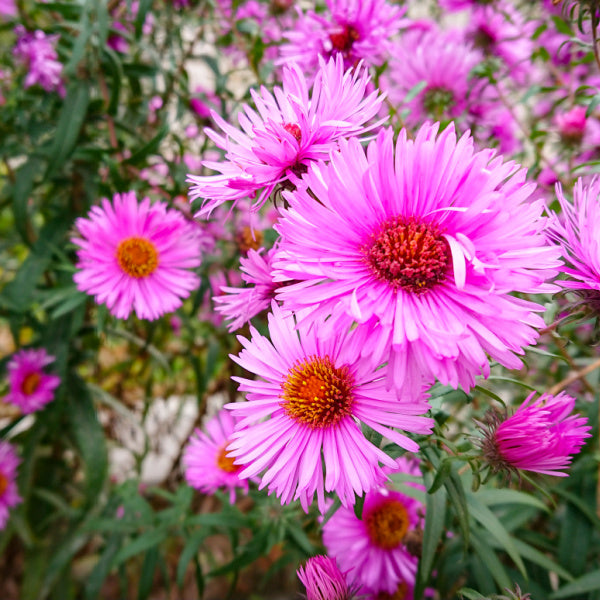 Asters are a September birth flower - Birthday Butler