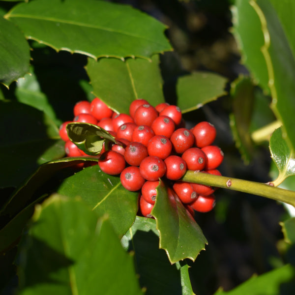 December birth flower - Holly - Birthday Butler