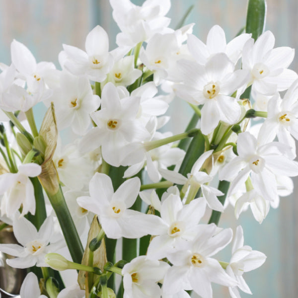 Paperwhites - birth flower - December - Birthday Butler