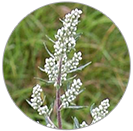 mugwort_img