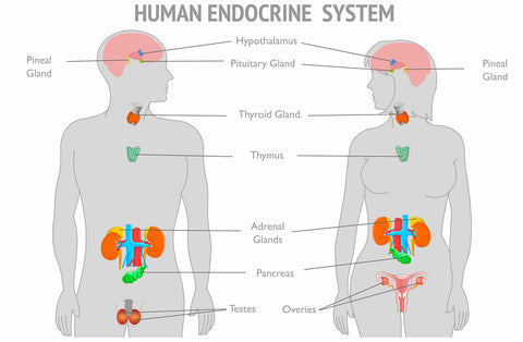 endocrine disruptors