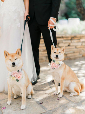 Flowers for Collars