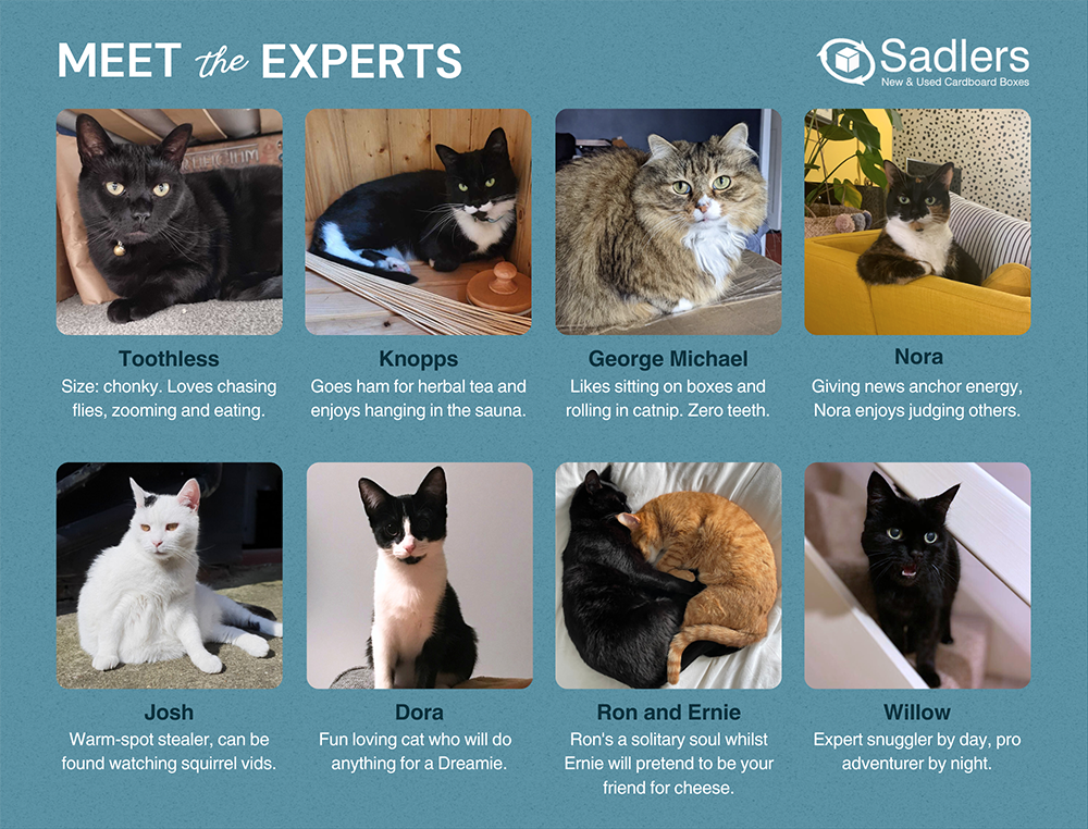 cat panel of experts