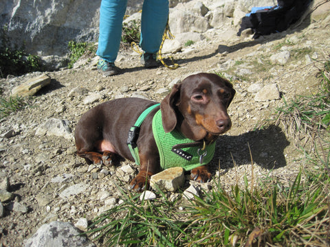 Pongoose climbing blog - sausage dog watching the belayer