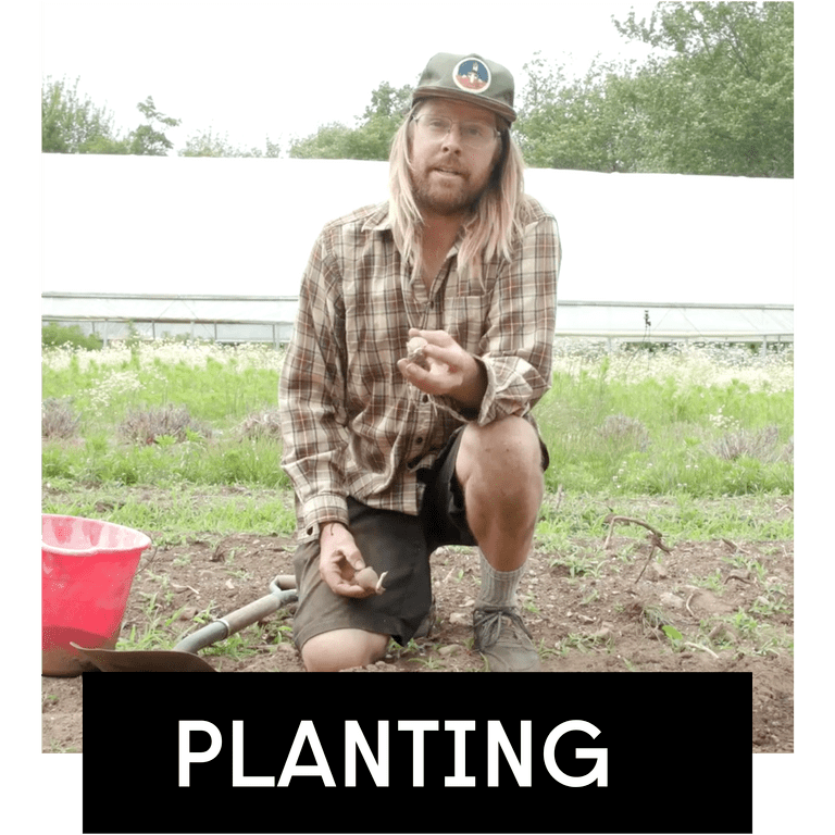 planting