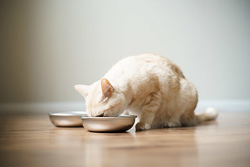 cat licking food but not eating