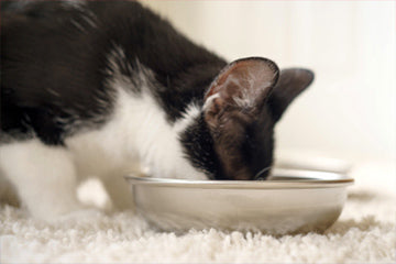 cats share food bowl