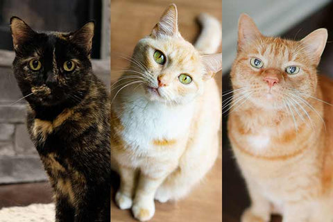3 cats that inspired Americat Company