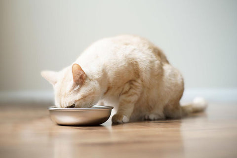 Cat eating from stainless steel cat bowl