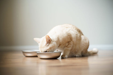 Cat eating from stainless steel bowls