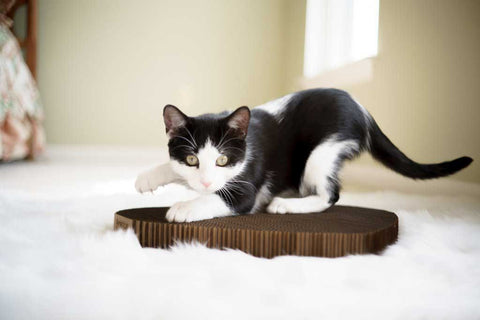 Black and white cat scratching cat scratching pad