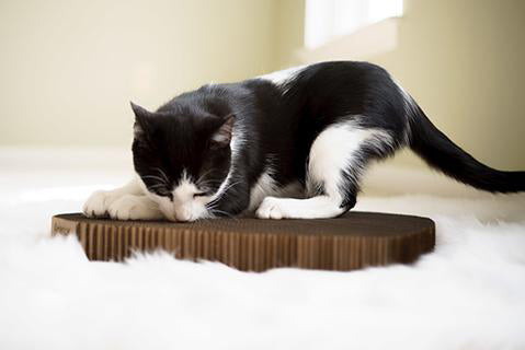 Black and white cat smelling scratching pad
