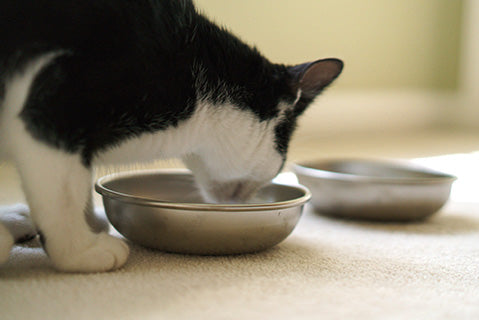 Black and white cat eating from stainless steel cat bowl