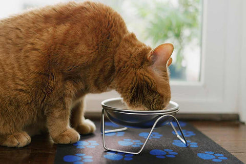 Do You Have a Community Water Bowl at Your Pet Business? 