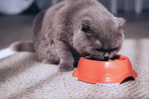 Cat acne from plastic bowl