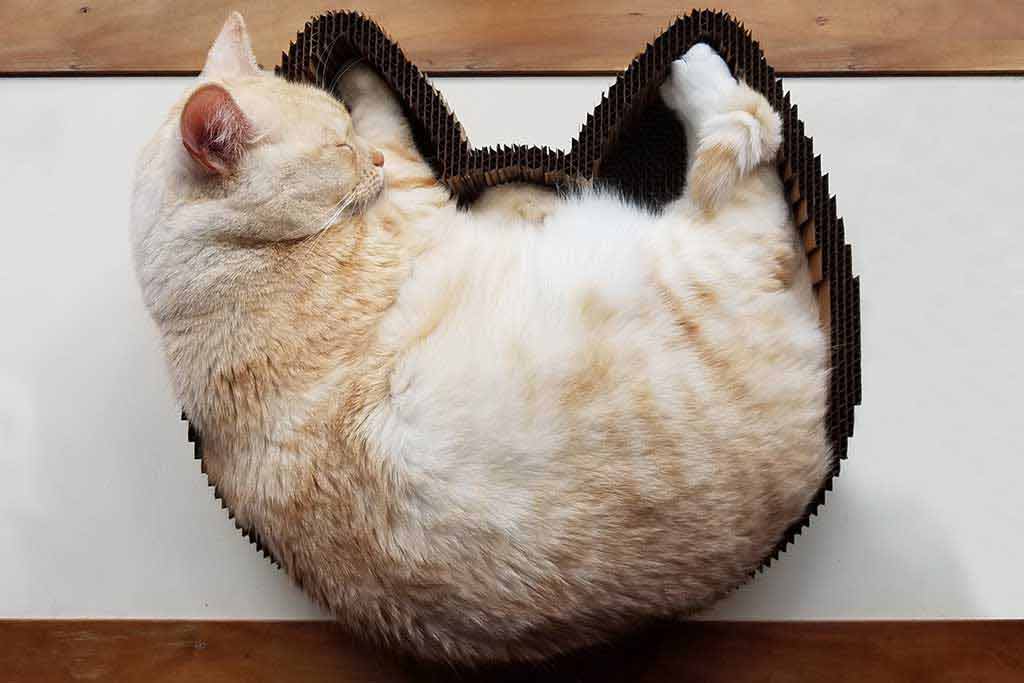Cat bed gift