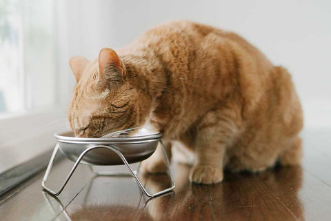 Cat bowl stand gift
