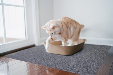 How to Prevent Cat Litter Tracking