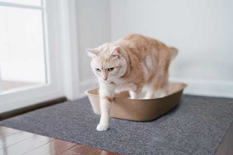 Cat stepping onto litter mat