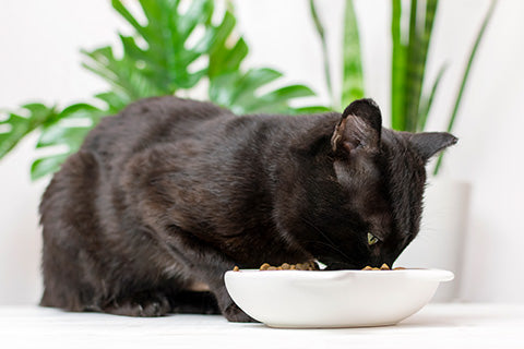 Cat eating from ceramic cat bowl