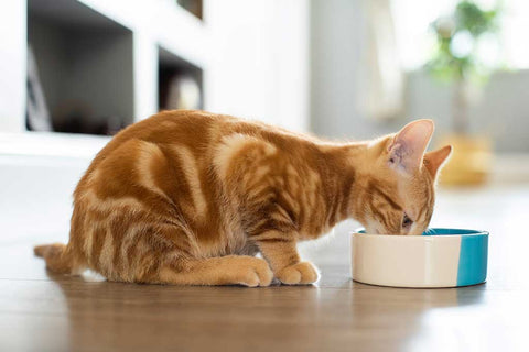 cat eating from ceramic dish