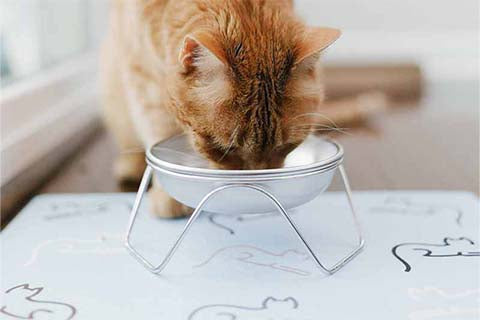 Elevated cat bowl stand