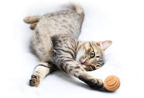 Cat playing with Americat cat toy ball