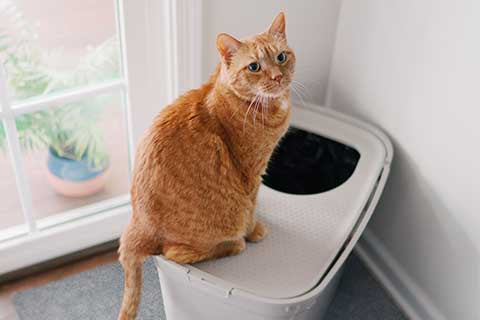 Cat sitting on top of litter box and litter mat