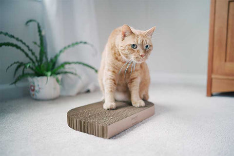 Made in USA cat scratcher