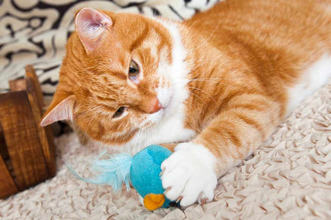 Buy Fishing Pole Cat Toy Online In India -  India