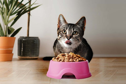 Cat with plastic bowl