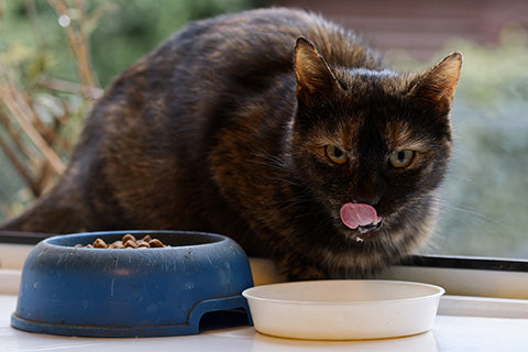Cat eating from plastic bowl
