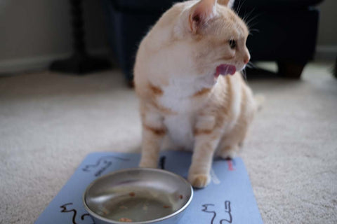 Cat licking lips after eating from stainless steel bowl