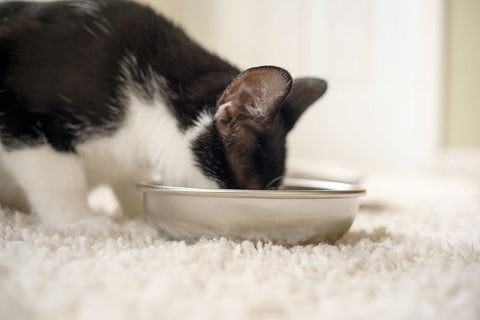 Black and white cat eating from bowl