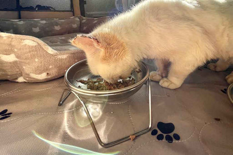 Stainless steel cat bowl to treat cat acne