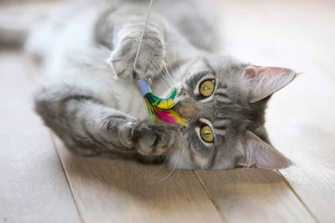 Top Reasons to Get Wand Toys For Your Cat