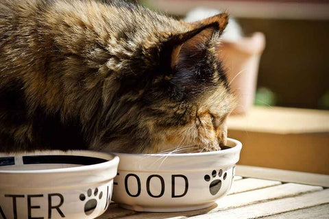 Cat eating from ceramic cat bowls