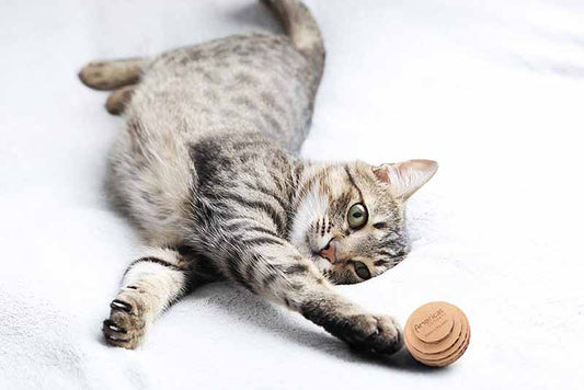 Balacoo 3pcs Placemats Round Circular Placemats Pet Food Placemat Mat Place  Mat for Cat Bowls Paw Shaped Cat Cute Cat Litter Mat Small Pet Placemat