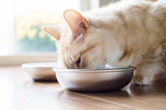Tips How to Select the Best Elevated Cat Bowl Stand – Americat Company