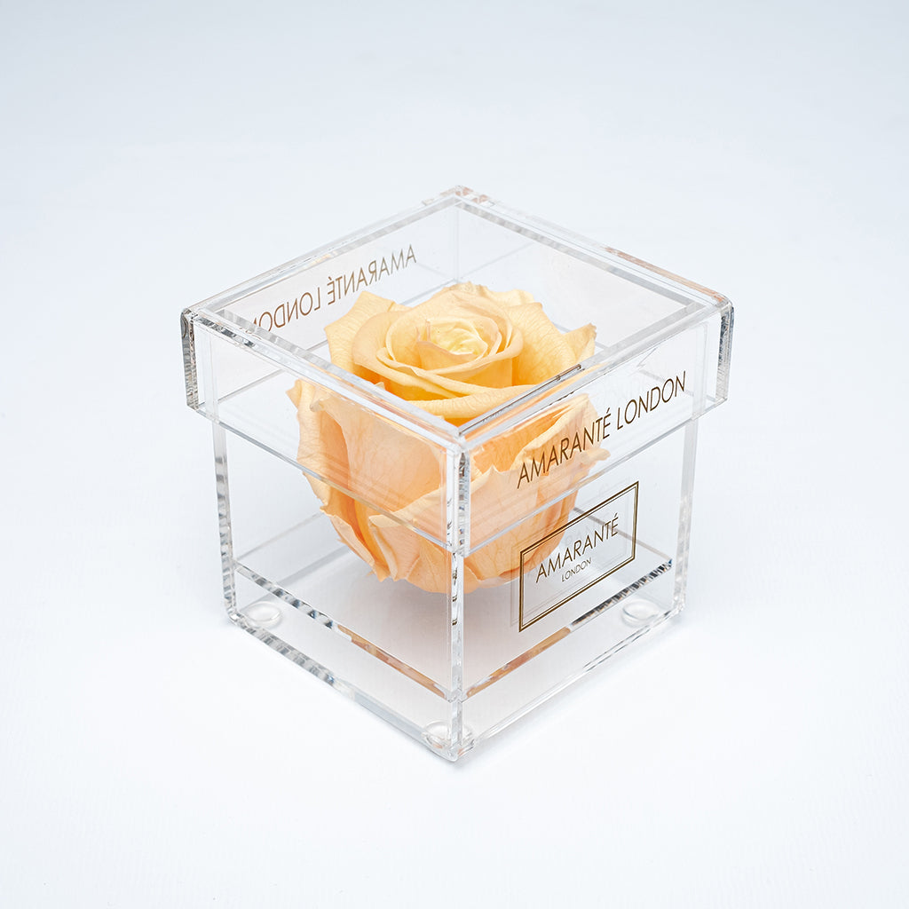 Peach  Forever enchanted rose in a delicate and dapper pack