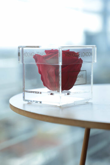 Single Red Rose in a jewellery box