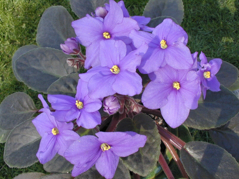 Violet Blooms growing from a shrubbery