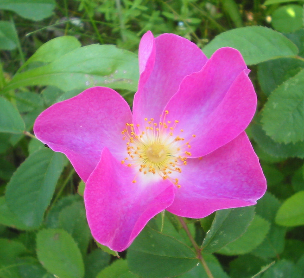 A Gallican Rose in beautiful purple