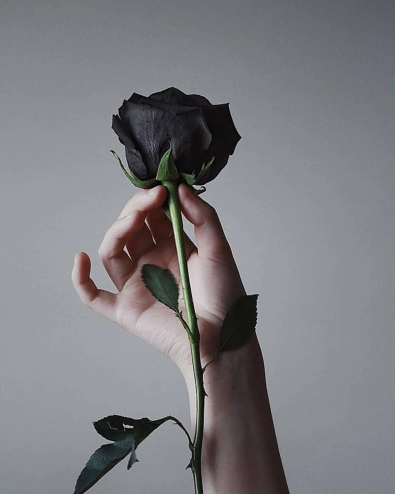 Black Rose hand-held