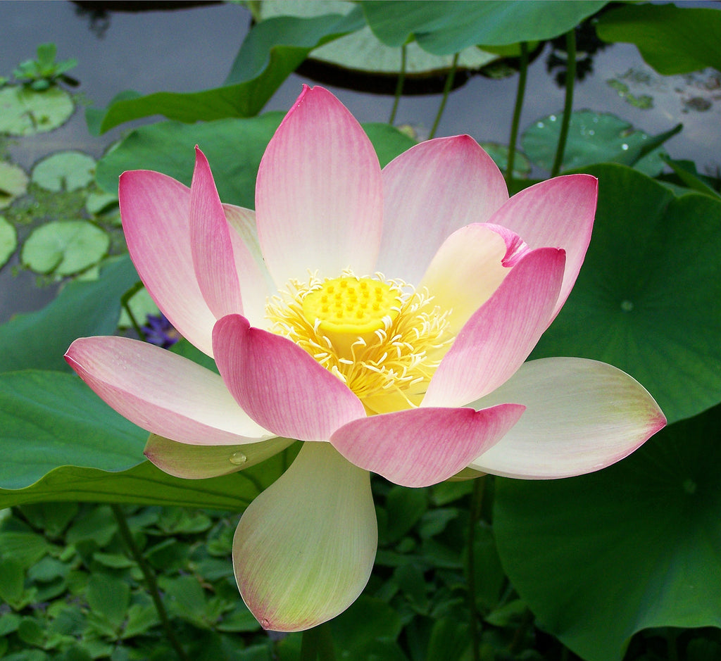 The lotus is a great idea for an Eco flowers gift