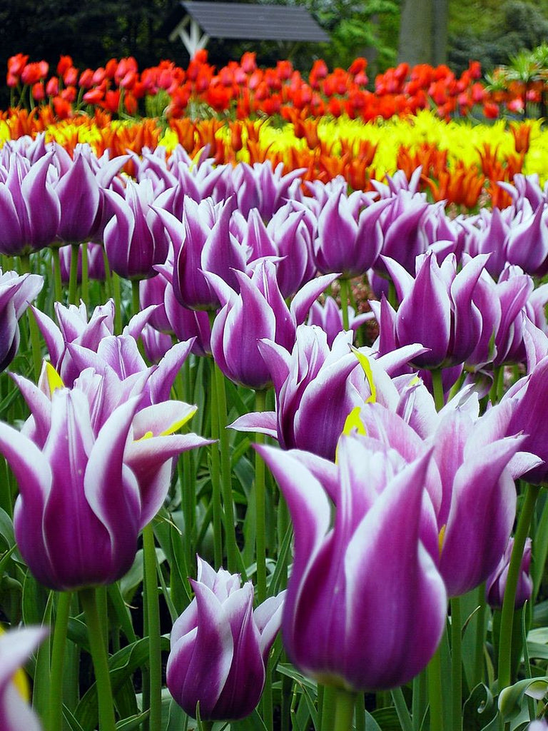 The cultivation of Tulips in the Netherlands