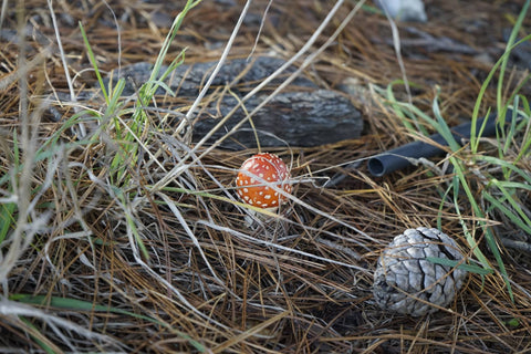 Hunting for toadstools can be so much fun in May