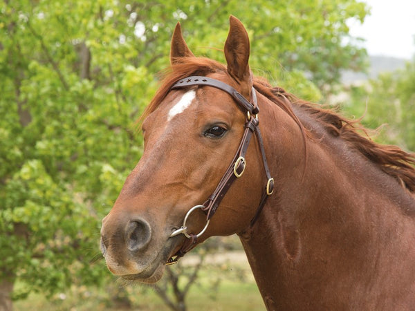 Whos Top Cat (RD. Bull, Tamarang), equal 2/3/4 in the 2017 Frasers Livestock Transport Stallion Draft 